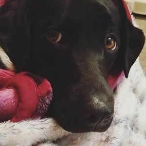 Meet your Posher, Elvira